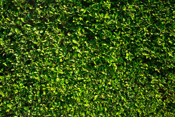 Green leafs plant wall in garden for architectural design