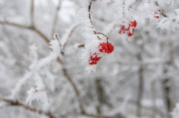 Branch of snowball tree with cluster of red and ripe berries covered by ice in winter time