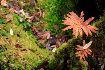 Beautiful moss and lichen and red leaf covered timber in rainforest. Nature background. Selective focus.