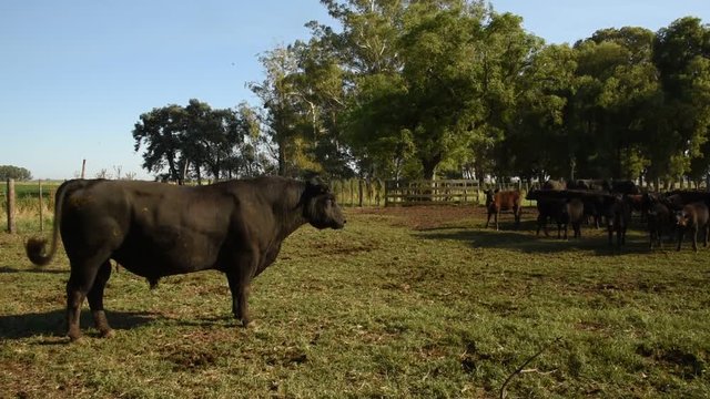 Trabajos con Ganado Vacuno Angus Negro, en Buenos Aires, Argentina
