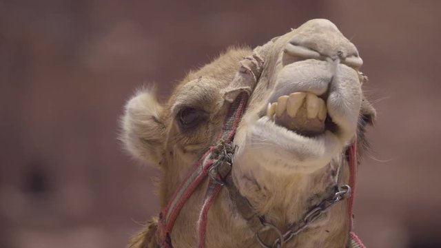 Close up of a camel while chewing