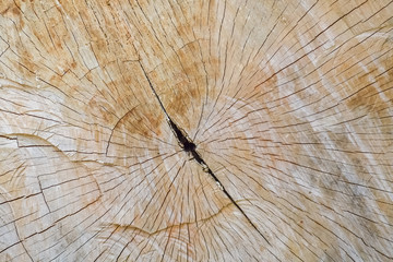 Cross section of a tree trunk