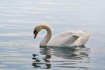 Beautiful white swan