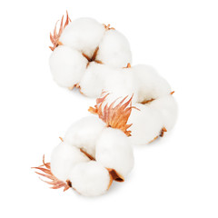 Cotton plant flowers isolated on white background