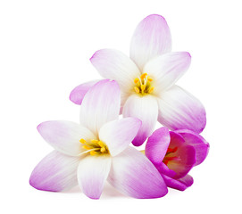 Obraz na płótnie Canvas Elegance flower isolated on white background.