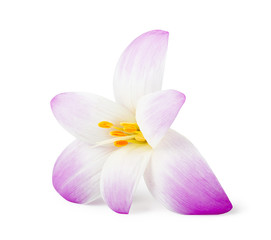 Fototapeta na wymiar Elegance flower isolated on white background.