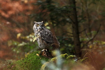 Bubo virginianus. Beautiful owl. He lives in North America.