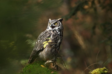 Bubo virginianus. Beautiful owl. He lives in North America.