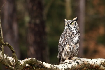 Obraz premium Bubo virginianus. Beautiful owl. He lives in North America.