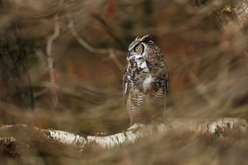 Bubo virginianus. Beautiful owl. He lives in North America.