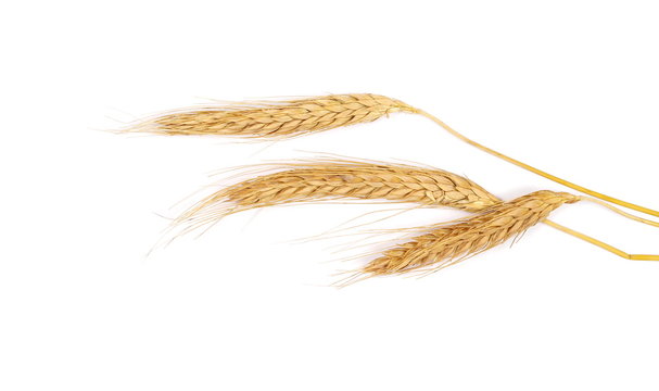 Ears of wheat isolated on white background, top view