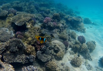Naklejka na ściany i meble Korallenriff Ägypten