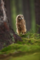 Naklejka na ściany i meble Bubo bengalensis. Autumn nature. Beautiful owl photo. Beautiful autumn colors in the photo. Color photograph. Owl in a beautiful setting. Photographed in Czech. Autumn forest in Czech.