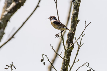 Schwarzkehlchen (Saxicola torquatus)
