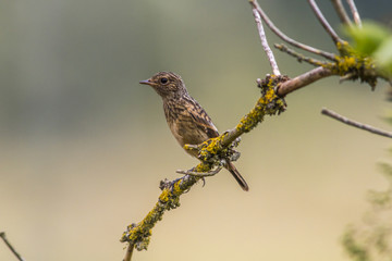 Schwarzkehlchen (Saxicola torquatus)