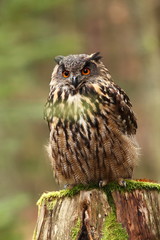 Bubo bubo. Owl in a natural environment. Wild nature of Czech. Autumn colors in the photo. Owl Photos.Owl. Photo was taken in the Czech Republic.