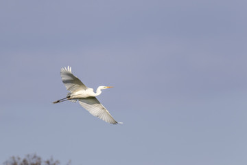 Silberreiher (Casmerodius alba)