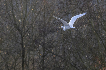 Silberreiher (Casmerodius alba)