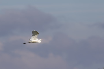 Silberreiher (Casmerodius alba)