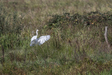 Silberreiher (Casmerodius alba)