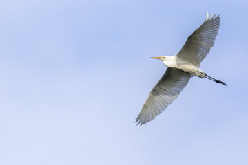 Silberreiher (Casmerodius alba)