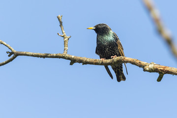 Star (Sturnus vulgaris)