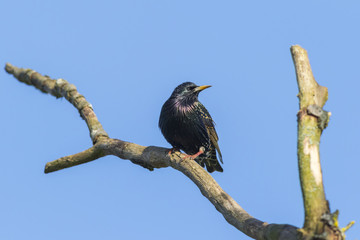 Star (Sturnus vulgaris)