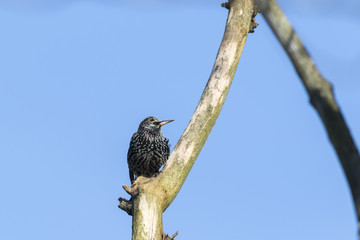 Star (Sturnus vulgaris)