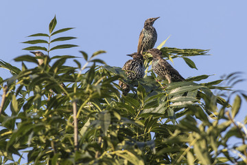 Star (Sturnus vulgaris)