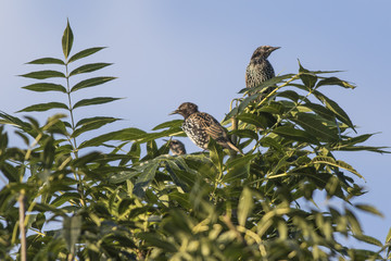 Star (Sturnus vulgaris)