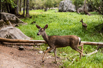 Hirsche im Yosemite National Park