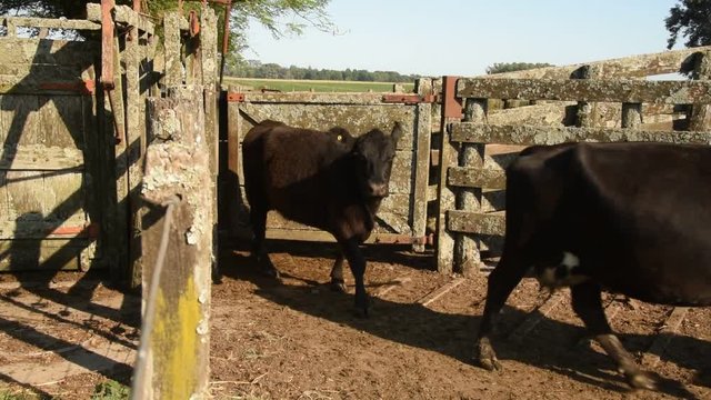 Trabajos con Ganado Vacuno Angus Negro, en Buenos Aires, Argentina
