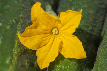 Yellow cucumber blossom.