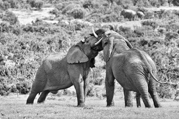 Two male African elephants fighting, South Africa. Monochrome