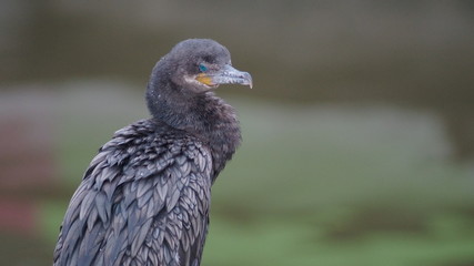 Grey Bird