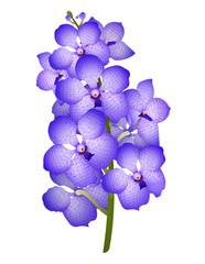 Obraz na płótnie Canvas Branch of a blue orchid Vanda on a white background