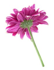 Purple chrysanthemum flower closeup