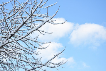 Tree branches covered with snow with dynamic blue sky. 