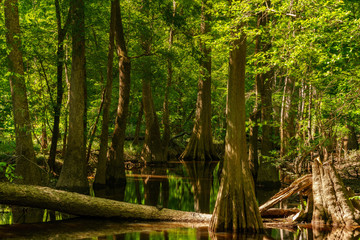 Congaree National Park