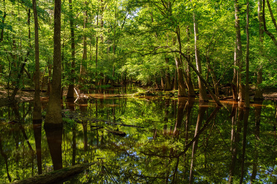 Congaree National Park