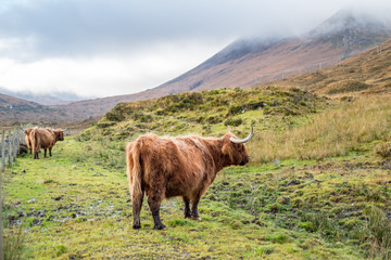 Two of Highland Cattle, a Scottish cattle breed. Hairy cow with long horns and wavy coats. On the field in Isle of Skye, Scottish Highlands.