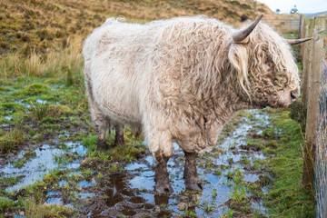 White Highland Cattle, a Scottish cattle breed. Hairy cow with long horns and wavy coats. On the field in Isle of Skye, Scottish Highlands.