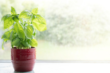Basil Plant in a Pot on Kitchen Window Sill Overlooking Garden