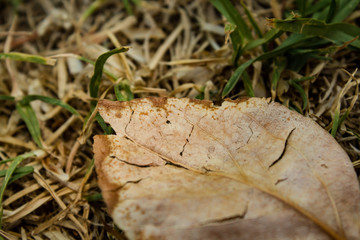 Vintage dying leaf closeup 