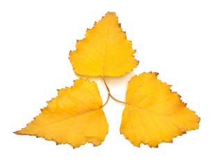 Three yellow autumn birch leaves isolated on white background. Leaf. Flat lay, top view