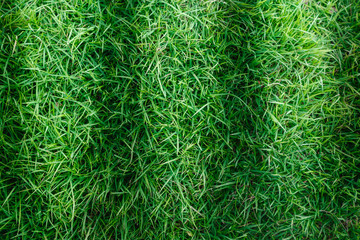 Natural green grass texture or green grass background for golf course. soccer field or sports background concept design. Manila grass.