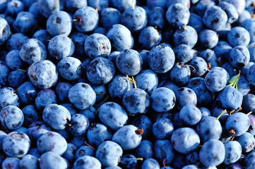 closeup of ripe picked fresh blue berries