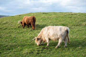 Two of Highland Cattle, a Scottish cattle breed. Hairy cow with long horns and wavy coats. On the field in Isle of Skye, Scottish Highlands.
