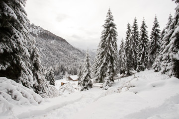 paesaggio invernale in Val Canali, nel parco naturale di Paneveggio - Trentino