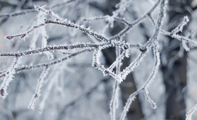 Tree branches covered with snow in winter